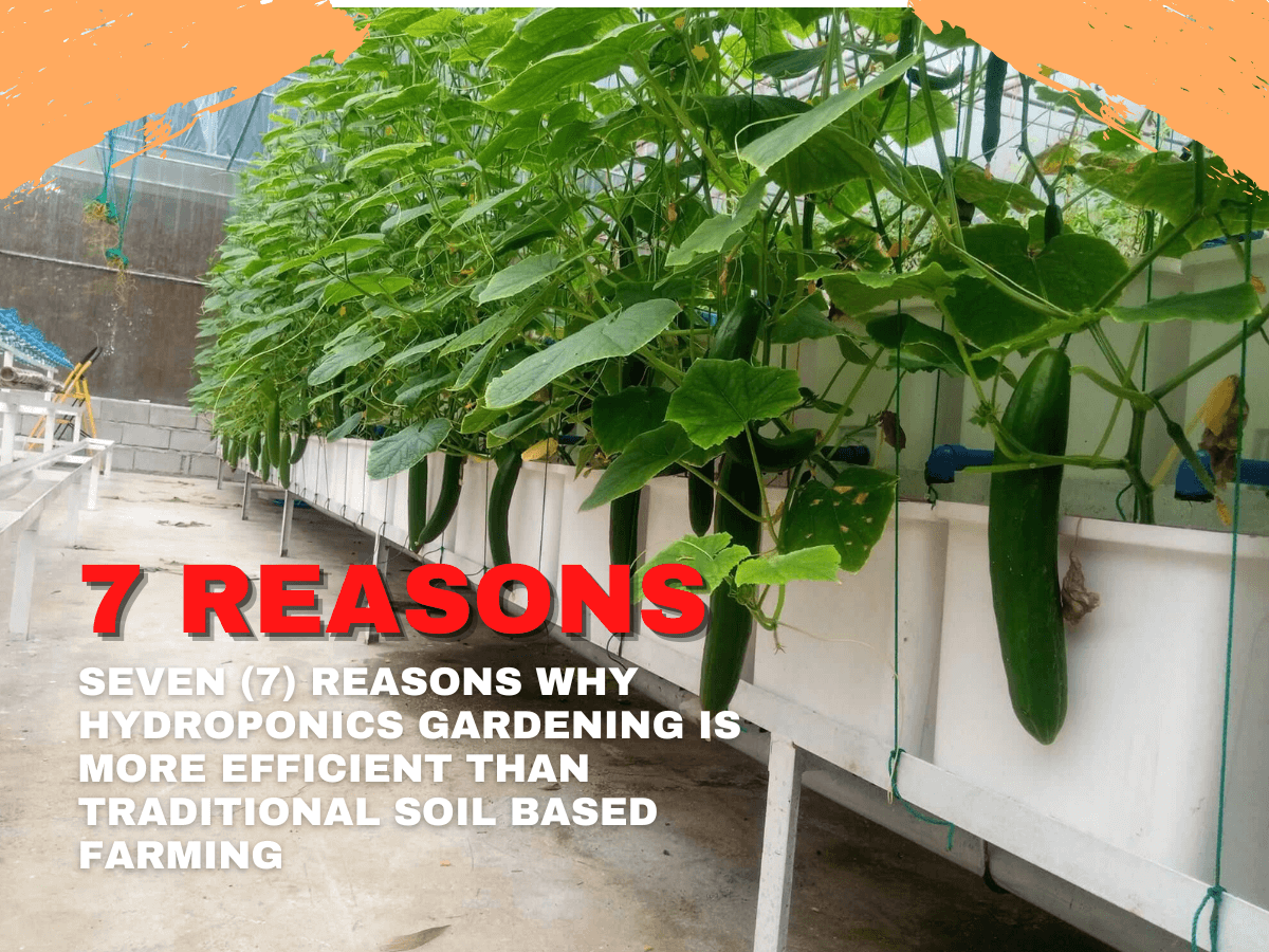 Seven Reasons Why Hydroponics Gardening Is More Efficient Than Traditional Soil Based Farming